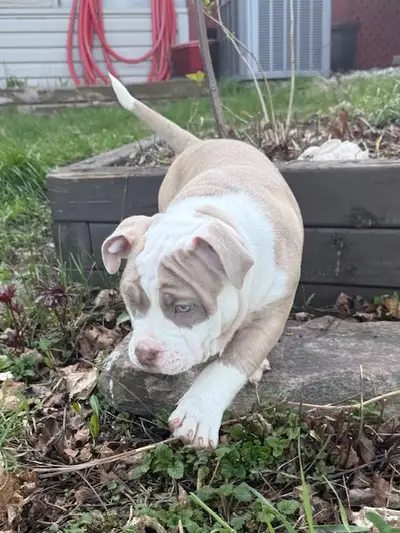 Beautiful, Thick-Set Registered Bulldog Puppy Available, Now!, View more