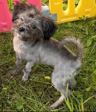 Toy Shihpoo female puppy ❤️❤️ready to leave , View more