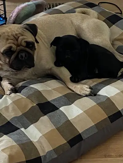 Two pugs. Must stay together!!, View more