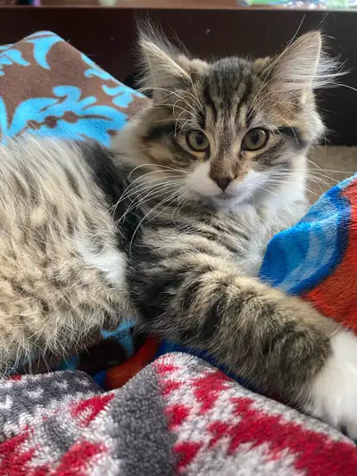 Pet Sitting/ Cat Boarding $10 a day, View more