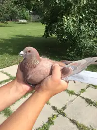 Racing pigeon for sale 