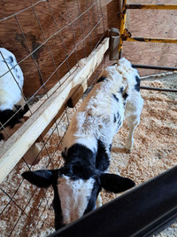 Holstein/British Blue cross bulls