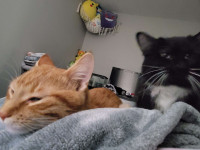 2 Foster Kittens looking for a home