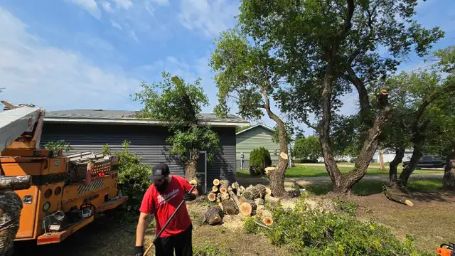 TREE TRIMMING/REMOVAL in Lawn, Tree Maintenance & Eavestrough in Prince Albert - Image 3