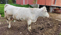 Bred Cow for sale