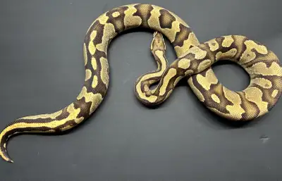 Female Ball Python, View more