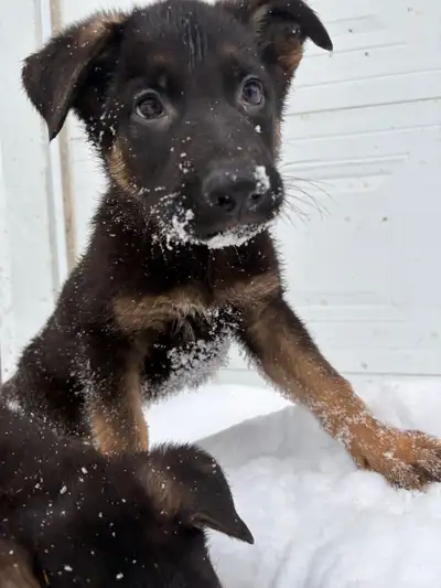 Berger Allemand, View more