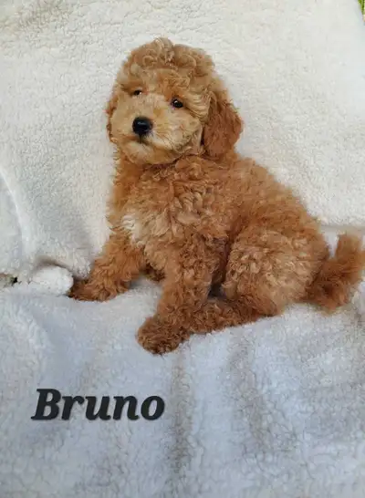Poodle Puppies, View more