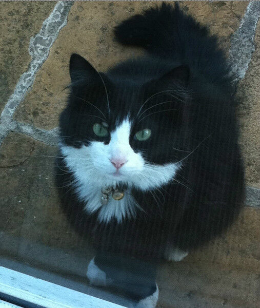 Our Missing B/W Male Cat Lost & Found Calgary Kijiji