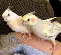 Rehoming - Pair of Female Cockatiels