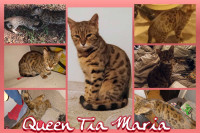 Pure Breed Bengal registered with TICA