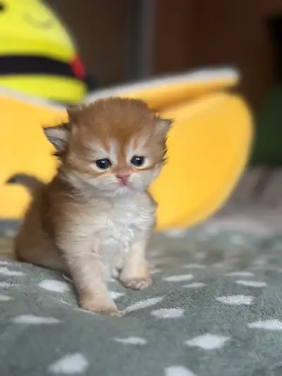 British shorthair and longhair kittens!, View more