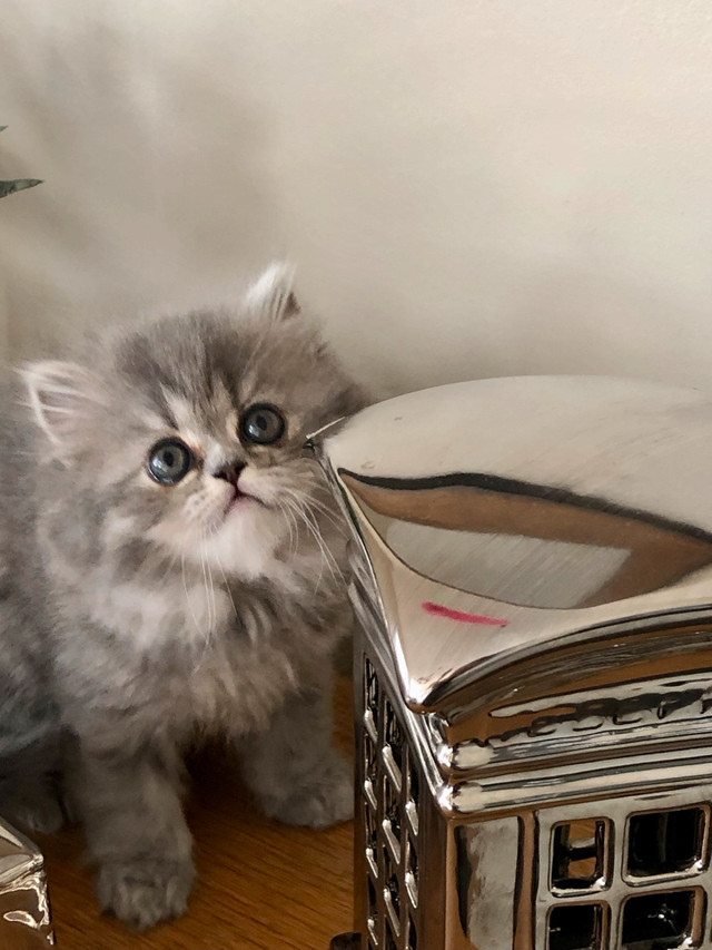 Precious Persians doll faces in Cats & Kittens for Rehoming in Mississauga / Peel Region - Image 4
