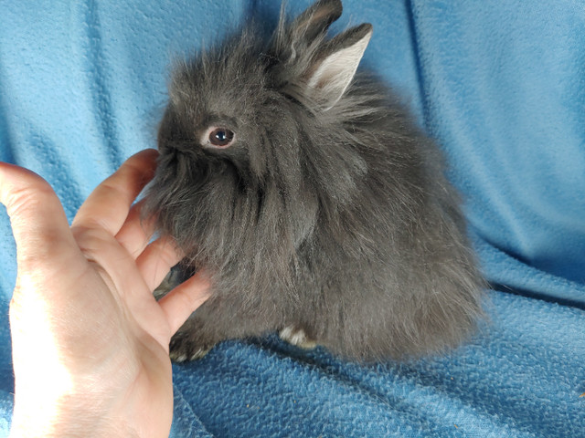 EXTRAORDINARY NETHERLAND DWARF AND LIONHEAD BABY BUNNY RABBITS in Small Animals for Rehoming in Charlottetown - Image 2