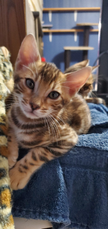 Purebred Rosette Bengal Kittens - M in Cats & Kittens for Rehoming in Moncton - Image 2