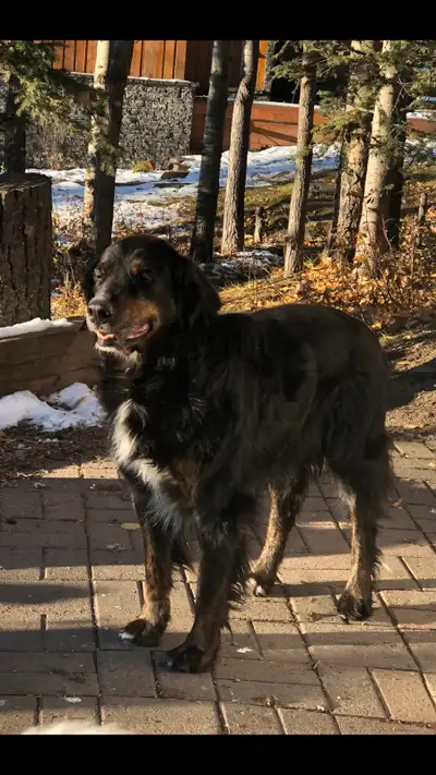 Our family dog has been missing from our rural home in the Bragg Creek area since January 26th, 2025...