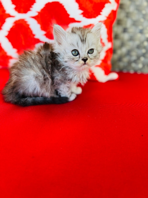 Persian kitten ready to go Cats & Kittens for Rehoming Vancouver