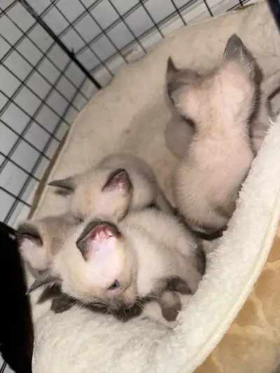 Siamese Kittens, View more