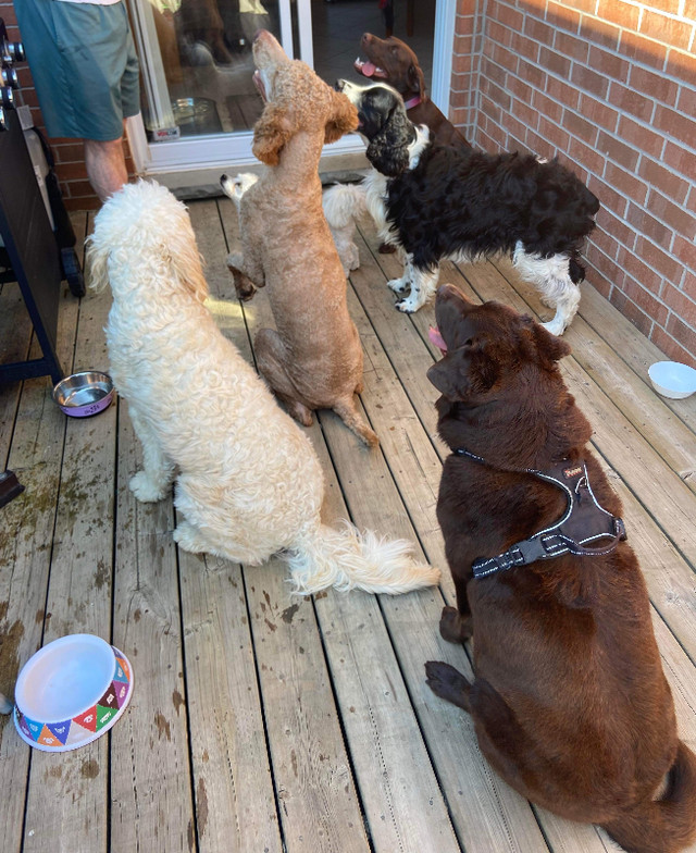 Holistic Dog Boarding, Walking and Doggie Daycare in Animal & Pet Services in London