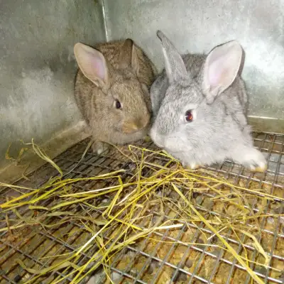 4 weeks old Giant Flemish x Continental Females bunnies They are very friendly and healthy For $60 e...