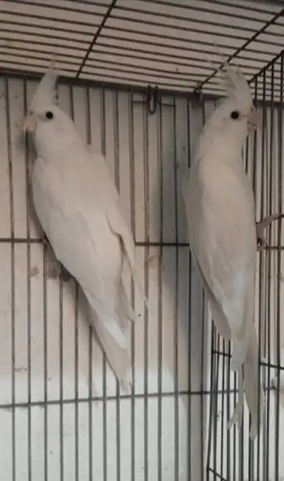 White Cockatiel Pair, View more