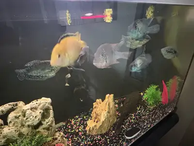 fish for rehoming, View more