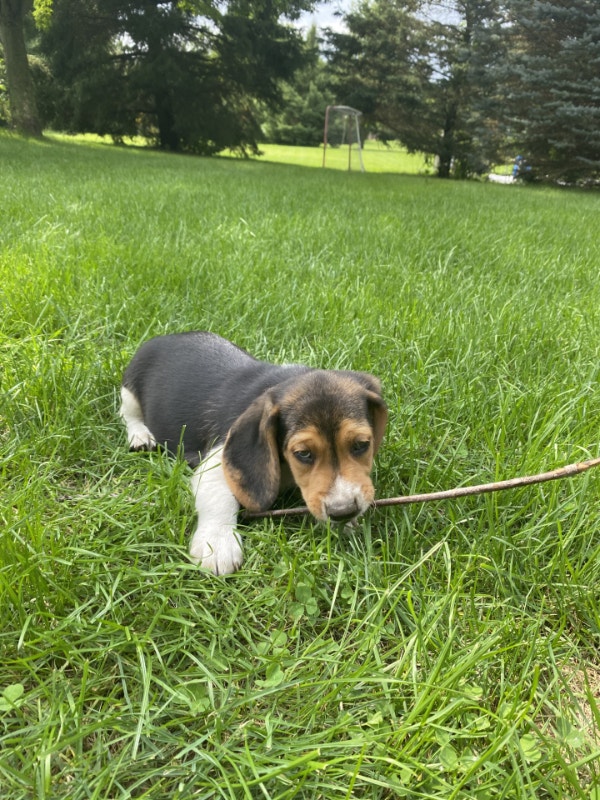 Beagle Puppies Dogs & Puppies for Rehoming London Kijiji