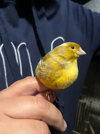 Femelle canari, View more