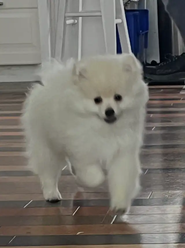 chiot Poméranien in Dogs & Puppies for Rehoming in Longueuil / South Shore - Image 7
