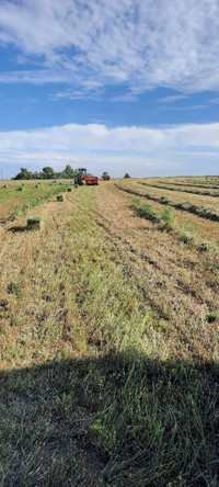 Small Square Hay For Sale
