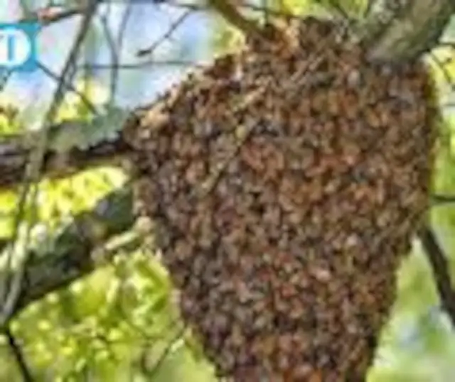 Honey Bee Swarm Removal Services in Equestrian & Livestock Accessories in Winnipeg - Image 4