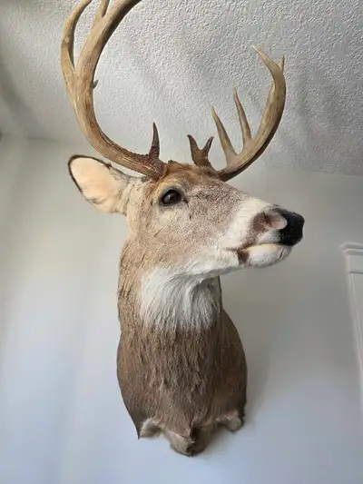 Deer Mount Whitetail, View more