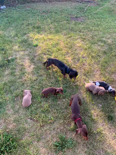 Miniature Purebred Daschund Puppies!, View more