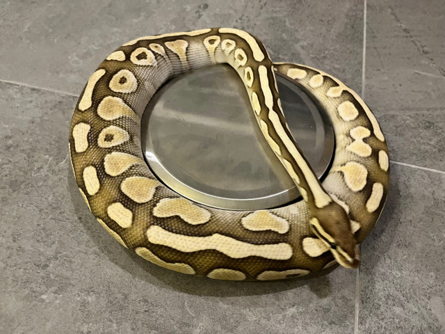 Lot de 5 beaux pythons royals dans Reptiles et amphibiens à adopter  à Ville de Québec
