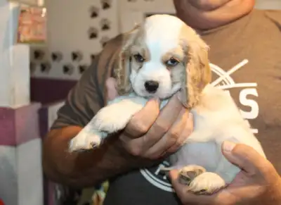 BEAUTIFUL COCKER X PUPPIES, View more