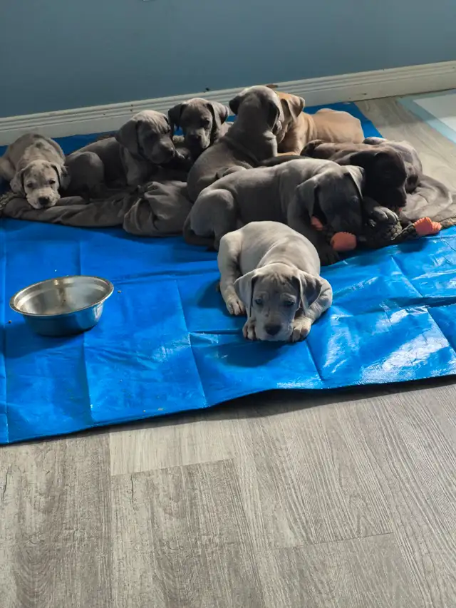 Great Dane Puppies in Dogs & Puppies for Rehoming in Sudbury - Image 7