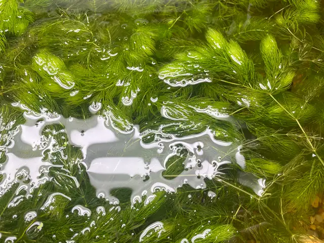 Hornwort Aquarium Plant in Fish for Rehoming in Hamilton - Image 4