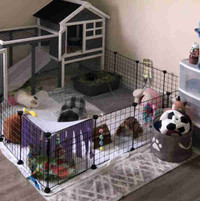 Guinea Pigs in Need of Rehoming *Not for Sale*