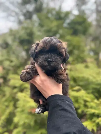 One more boy We have a litter of gorgeous toy shihpoo puppies ready to go - vaccinated/dewormed with...