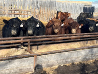 Red and Black Angus bulls for sale