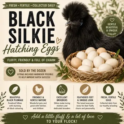 Black Silkie Hatching Eggs, View more