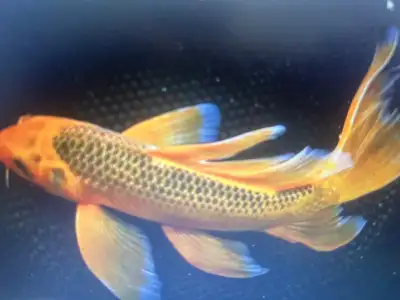 POND GOLDFISH, KOI AND PLANTS, View more