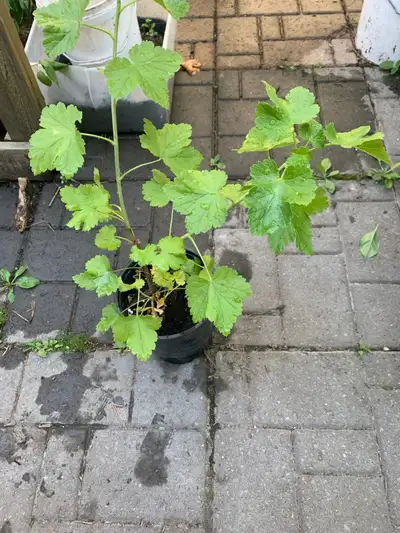 Available in 1 gallon pot Pickup in Findlay Creek