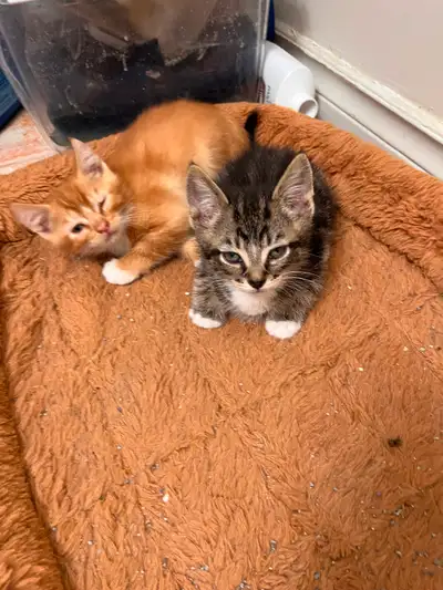 Kittens, View more