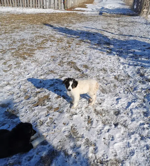 Australian Shepherd Border Collie puppies in Dogs & Puppies for Rehoming in Calgary - Image 7