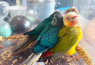 Hand-feeding Conure babies, View more