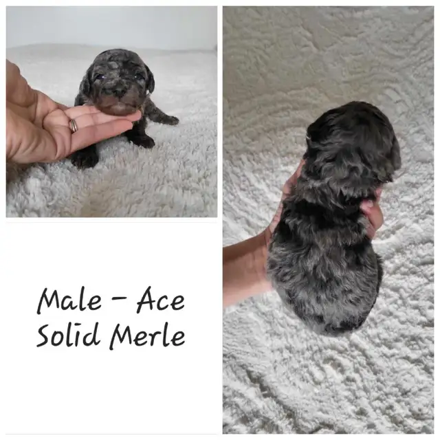 Toy Poodle puppies in Dogs & Puppies for Rehoming in Winnipeg - Image 8