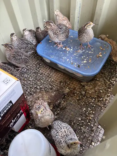 Coturnix quail chicks , View more