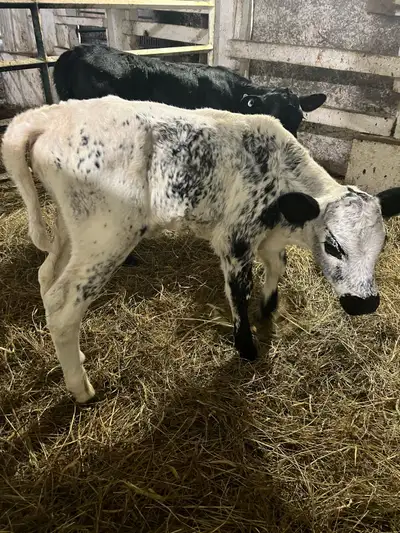 calves for sale, View more