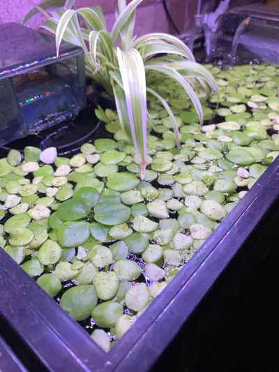Floating aquarium plant, spreads quickly Portion size shown in picture, 1 for $10 or three for $25 I...